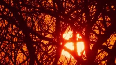 Telefoto kış gündoğumu çıplak ağaçların arkasında