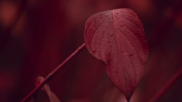 Close-up shot van Val Red Herfstblad — Stockvideo