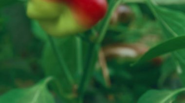 Yeşillik_Karınca ile Yerel Ürünler Organik Yeşil ve Kırmızı Biber Sürgü Zoom Shot