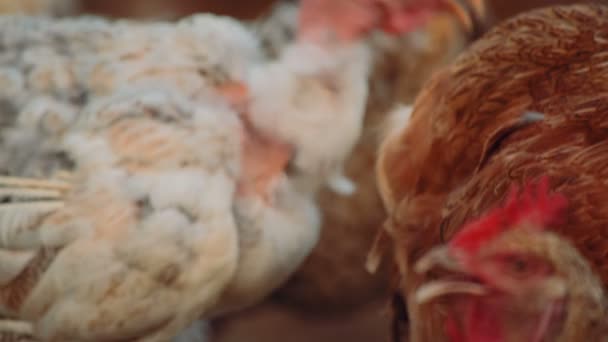 Gros plan sur le poulet biologique dans une ferme menant à une pile de billes de bois — Video