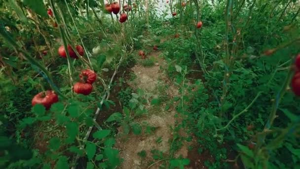 Tir à la grue de tomates biologiques produites localement avec de la vigne et du feuillage en serre — Video