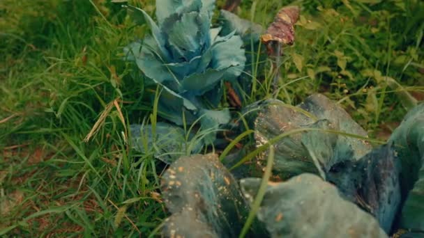 Coup de curseur aérien de chou vert et violet — Video