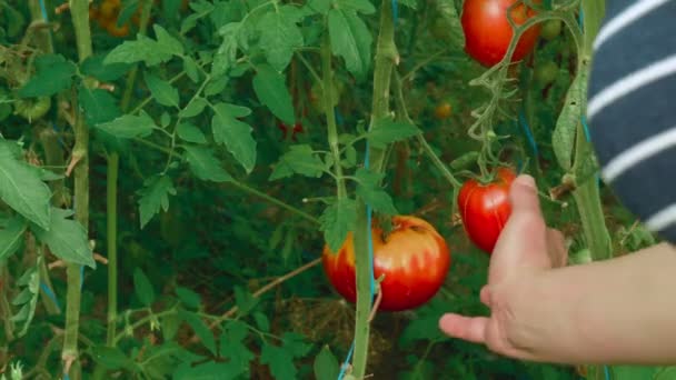 Tourné de la jeune femme récoltant une tomate biologique locale dans une serre _ 01 — Video