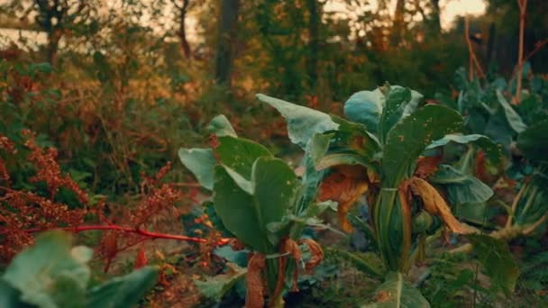 Повзунок постріл зеленої і пурпурової капусти — стокове відео