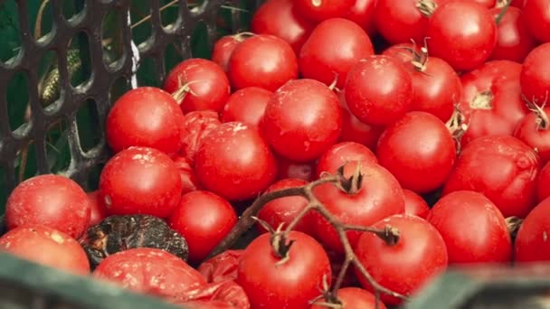 Slider Shot de tomates cerises biologiques produites localement sur un panier vert 