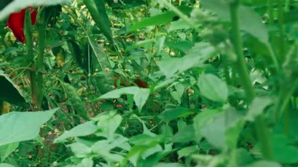 Slider colpo di produzione locale di peperoni rossi biologici con fogliame verde — Video Stock