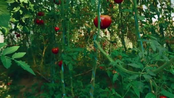 Slider Colpo di produzione locale di pomodori biologici con vite e fogliame in serra _ 02 — Video Stock