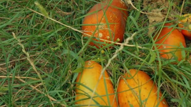 Слайдер постріл місцевих продуктів органічних жовтий Marrows встановити проти зеленої трави — стокове відео