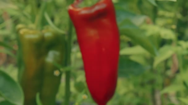 Slider zoom skott av lokala produkter ekologisk grön och röd paprika med lövverk — Stockvideo
