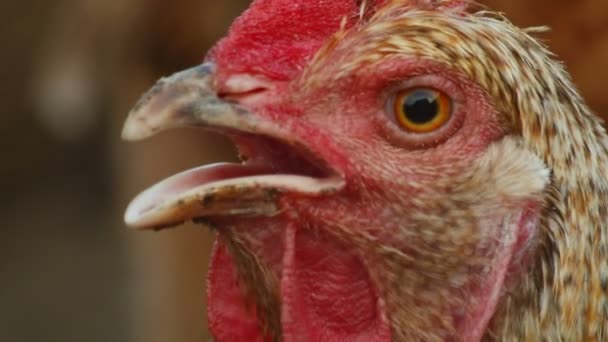 Ultra Close-up Shot of Organic Chicken in a Farm — Stock Video