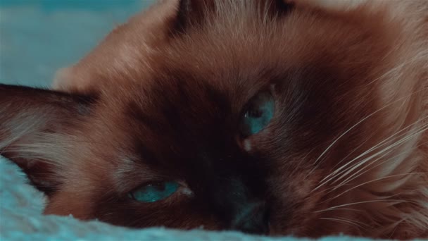 Ultra close-up of Siamese cat with moving blue eyes — Stock Video