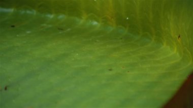 Dev Nilüferlerin Ultra Makro Çekimi