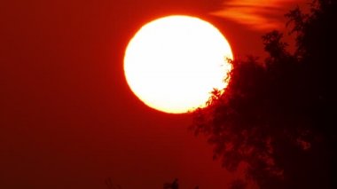 Ağaçlarla Gün Doğumu Ultra Close-up çekim