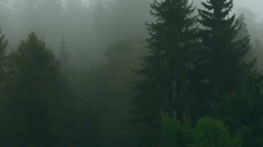 Peles Kalesi ve Sinaa'da Bir Sisli Çam Ağacı Ormanı, Transilvanya, Romanya - Doğu Manzaralı