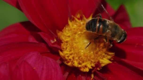 Tiro ultra macro de una abeja polinizando una flor roja — Vídeos de Stock