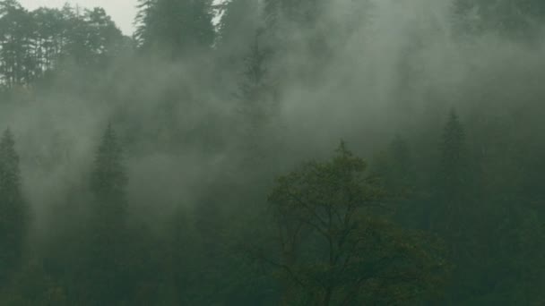 Bosque de pinos con niebla y niebla en Transilvania, Rumania — Vídeo de stock