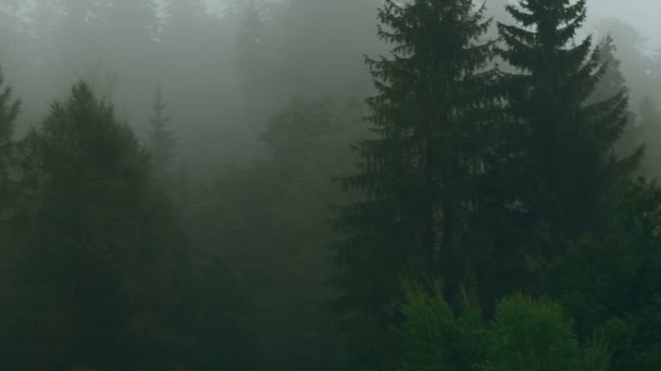 Peles Schloss und ein nebliger Kiefernwald in Sinaia, Transsilvanien, Rumänien - Blick nach Osten — Stockvideo