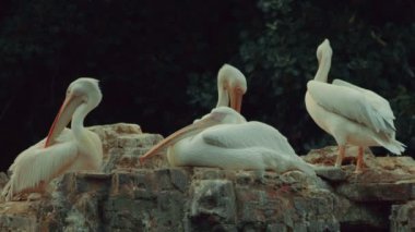 Grup tüyler Preening Pelikan