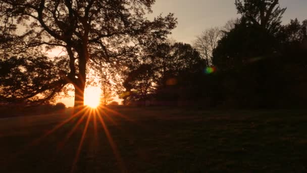 Tramonto dietro una grande quercia — Video Stock