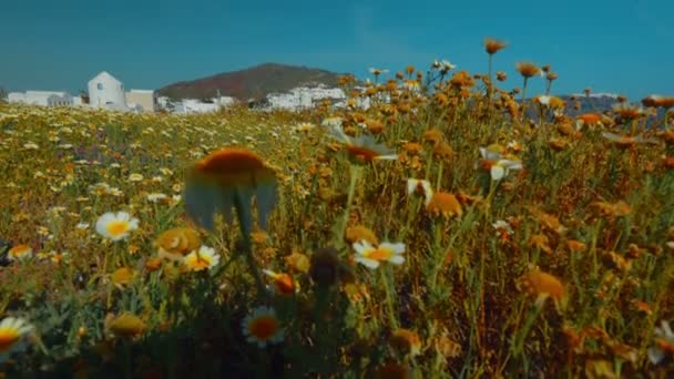 Lövés egy virágágyás és Traditional Houses Santorini görög szigetén létrehozásáról — Stock videók