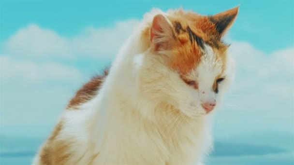 Katt ställas mot blå himmel bakgrund — Stockvideo