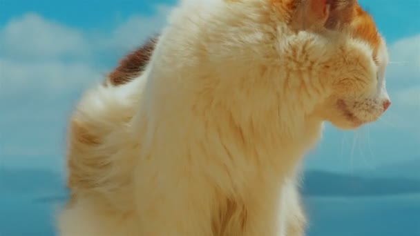 Ultra närbild av en katt ställas mot blå himmel bakgrund — Stockvideo