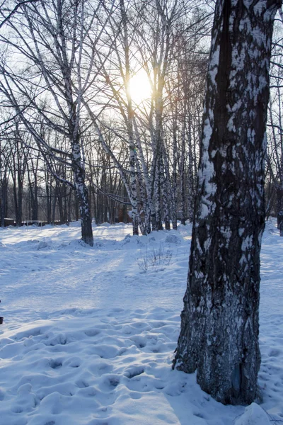 Güzel kış manzarası