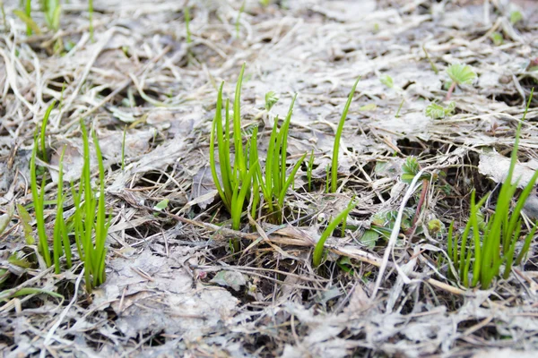 Baharda genç yeşil çimenler