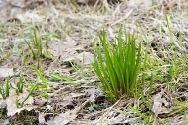 Baharda genç yeşil çimenler