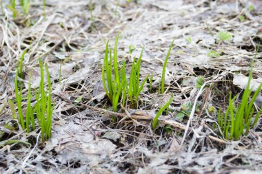 Baharda genç yeşil çimenler