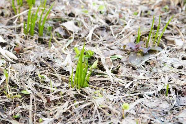 Молодая зеленая трава весной — стоковое фото