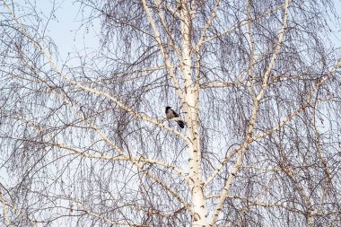 Bir kuşla güzel bir kış manzarası