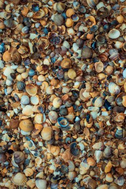 Deniz kabuklarını sahilde deniz artalan