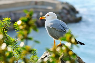 Yetişkin martı kayanın üzerinde oturur