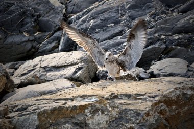 Genç martı buzlu indi vardır