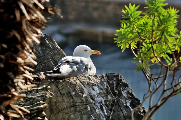 Volwassen zeemeeuw larus zit op de rots — Stockfoto