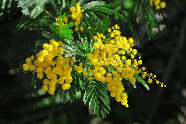 Mimosa flores no fundo borrado — Fotografia de Stock