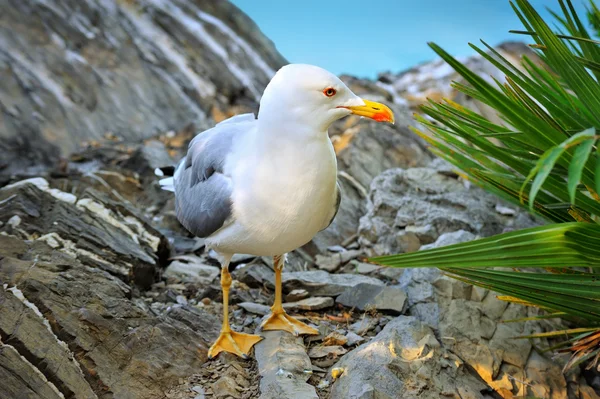 Seagull staat op de rots — Stockfoto