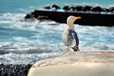 martı deniz gezinti bir teknede oturuyor