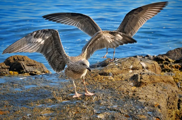 Eerste vlucht van jonge meeuwen aan de kust — Stockfoto