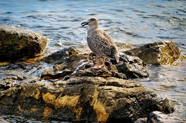 Jonge meeuw zit op de grafstenen zee — Stockfoto