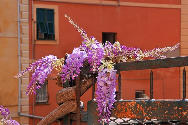 Glicine sulla recinzione sulla corte italiana — Foto Stock