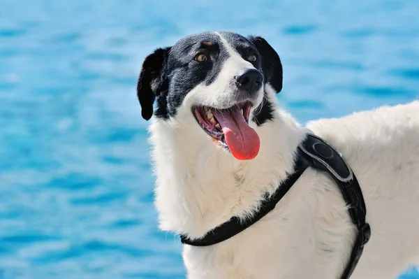 Smuk sort og hvid Får hund - Stock-foto