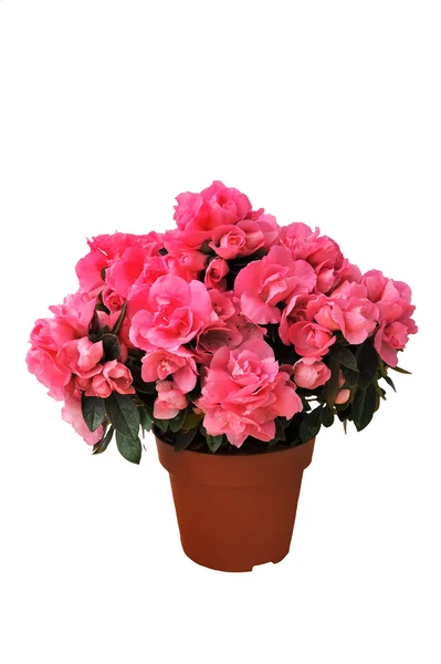 Pink azalea in a pot on white background — Stock Photo, Image