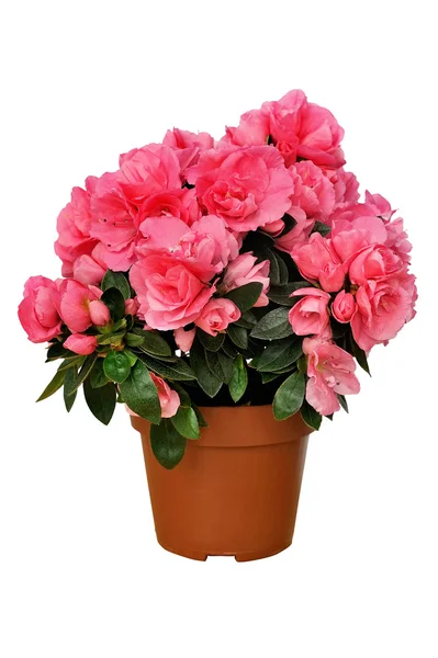 Azalea rosa en una olla aislada en blanco — Foto de Stock