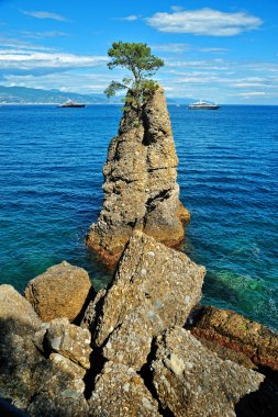 Yalnız sedir deniz kaya