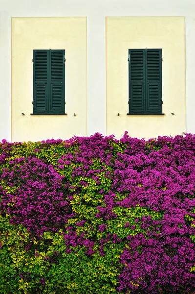 Beautiful wall overgrown bougainvillea with window shutters