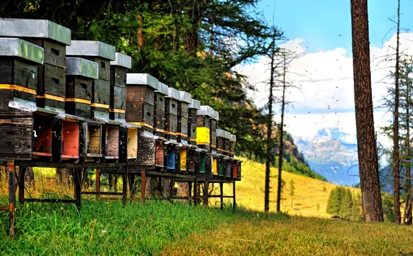 Apiario en los Alpes en Valle dAosta, Italia — Foto de Stock