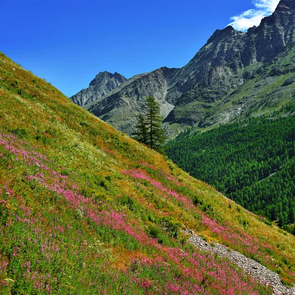 A völgy a Gran Paradiso Nemzeti Park, lila virágok lejtők — Stock Fotó