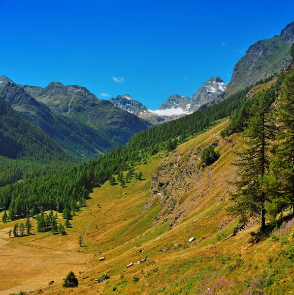 Völgy, a Gran Paradiso Nemzeti Park — Stock Fotó